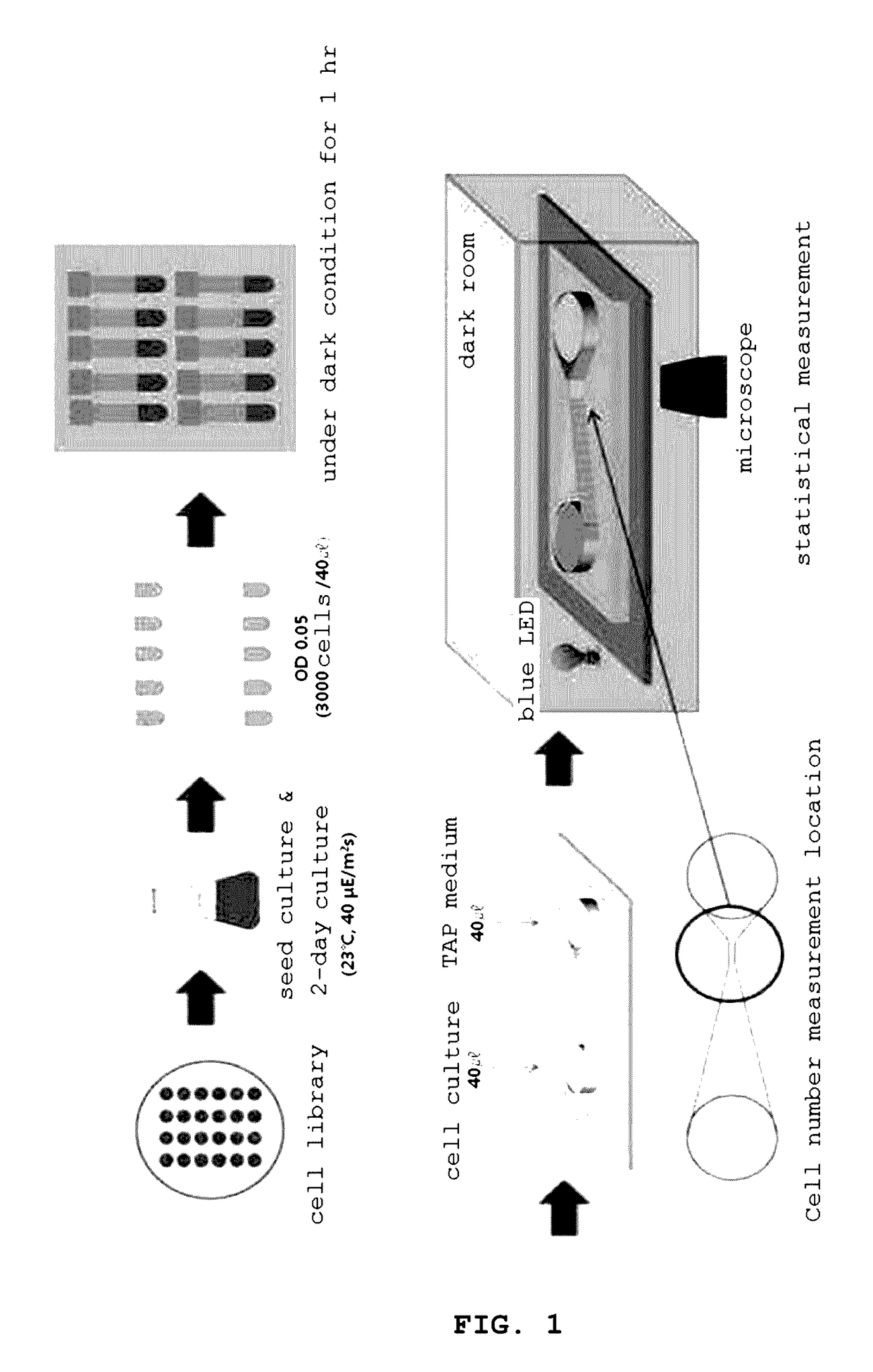 Discrimination method for mutation-induced unicellular organism and microfluidic device used therefor