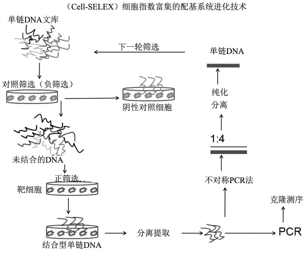 Nucleic acid aptamer specifically binding to human epidermal growth factor acceptor III type mutant and applications thereof