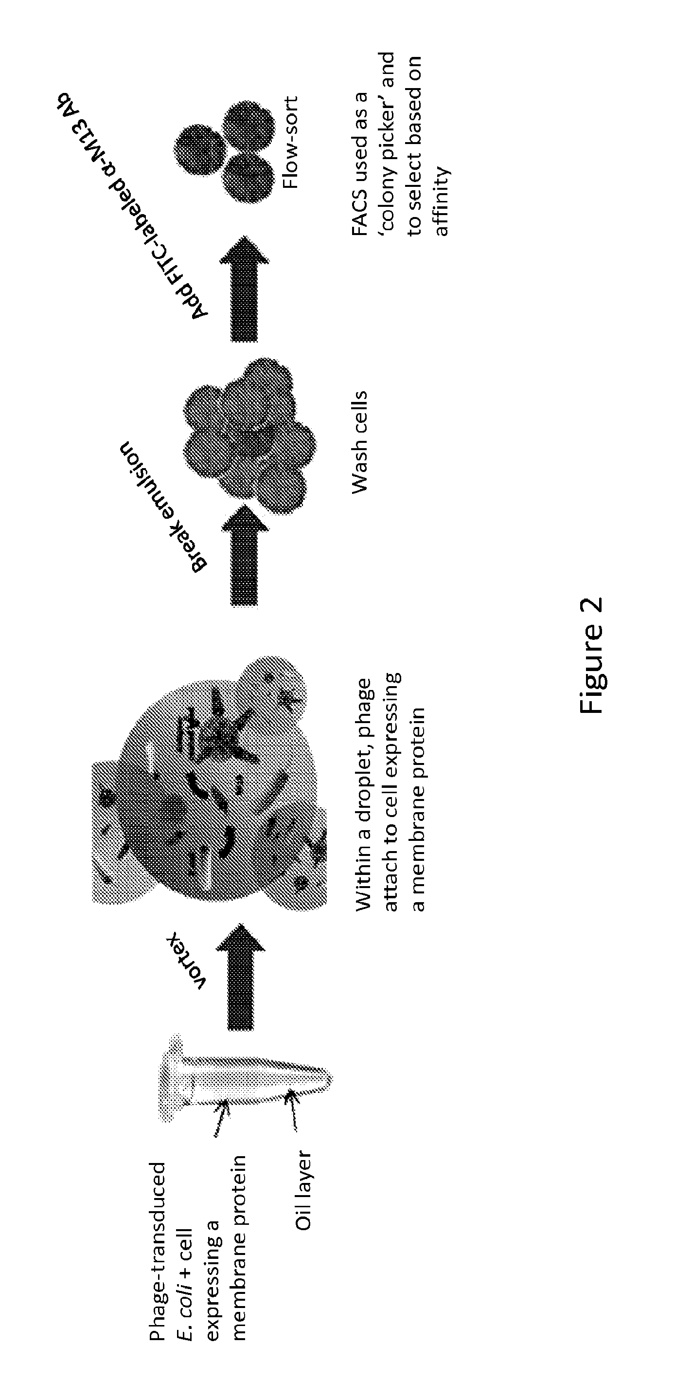 Compositions and methods for the identification and isolation of cell-membrane protein specific binding moieties