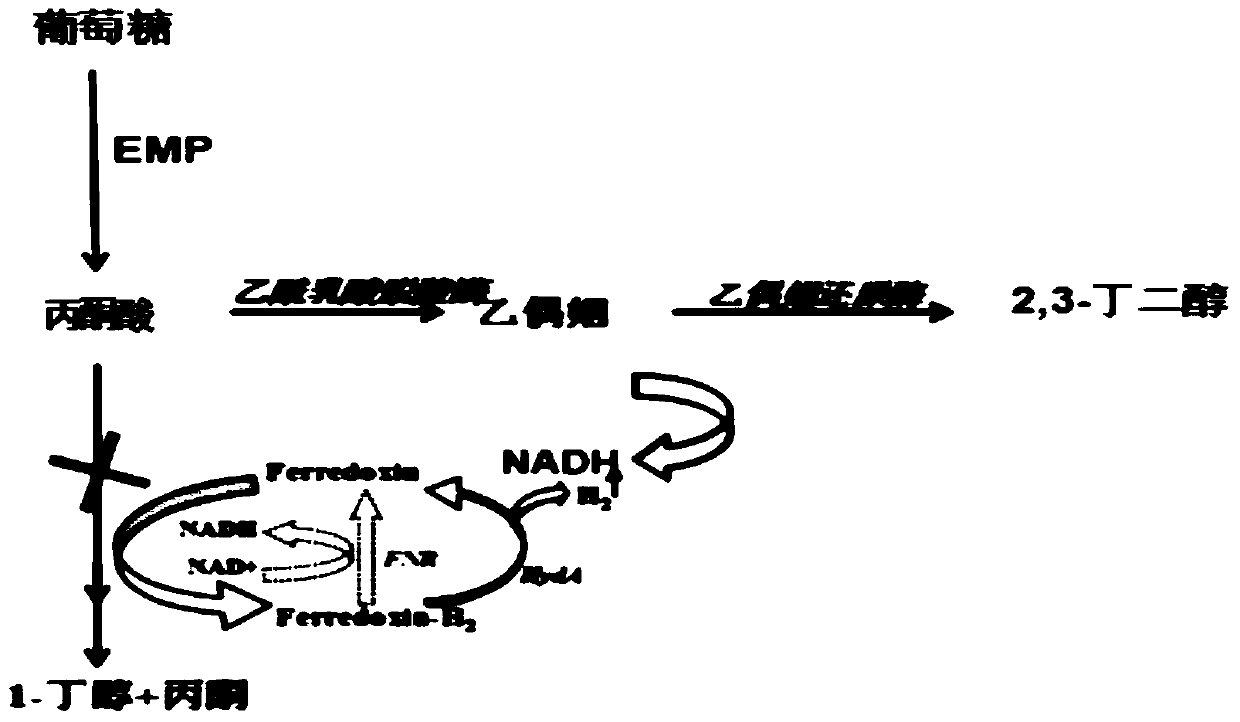 Genetically engineered bacteria co-producing butanol and 2,3-butanediol and its construction method and application