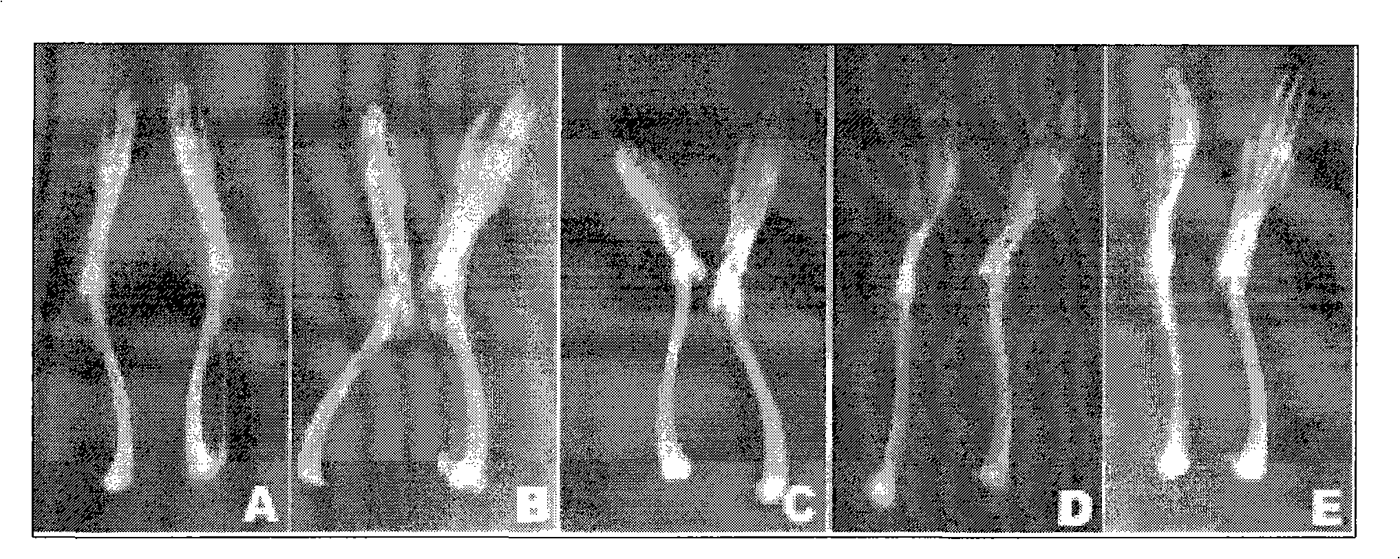 Glycyrrhizic acid, biogastrone acid or its salt, derivative temperature sensing gel rubber, preparation method and application thereof