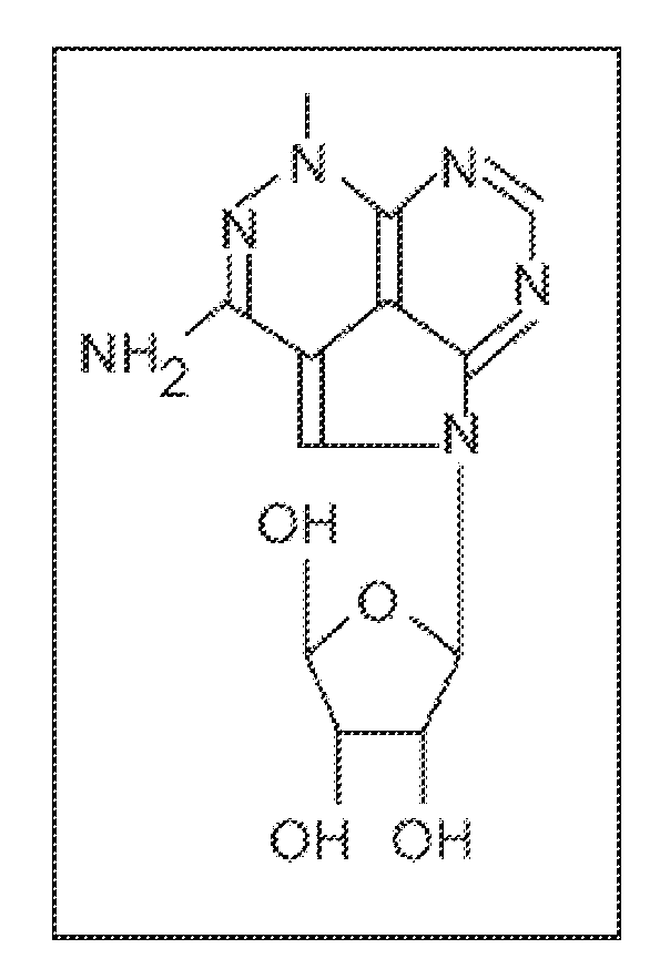 Compositions including triciribine and bortezomib and derivatives thereof and methods of use thereof