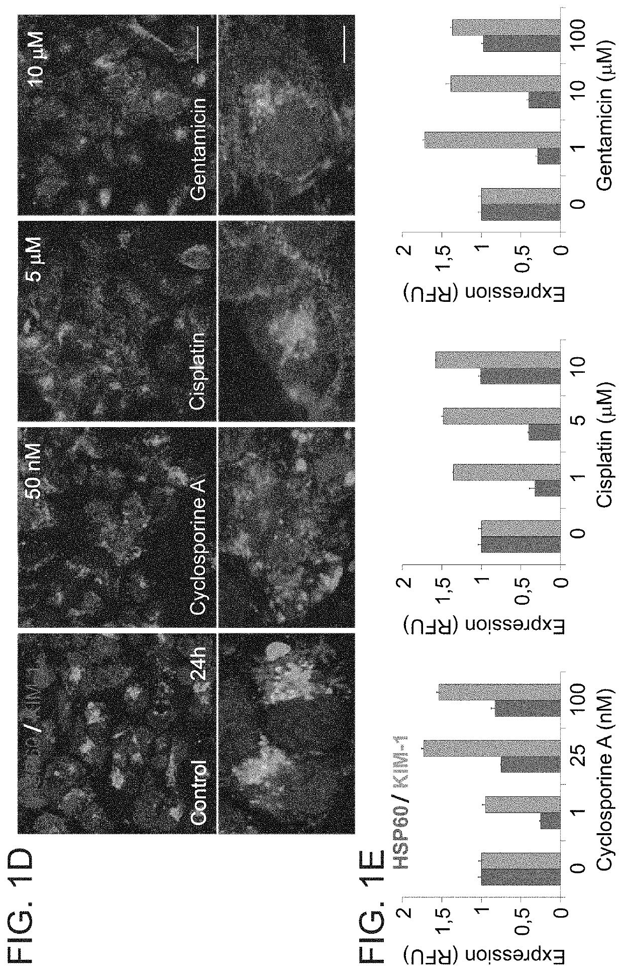 Method for reducing drug-induced nephrotoxicity