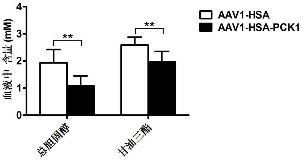 A kind of aav1 virus-mediated skeletal muscle-specific pck1 gene expression vector and application thereof