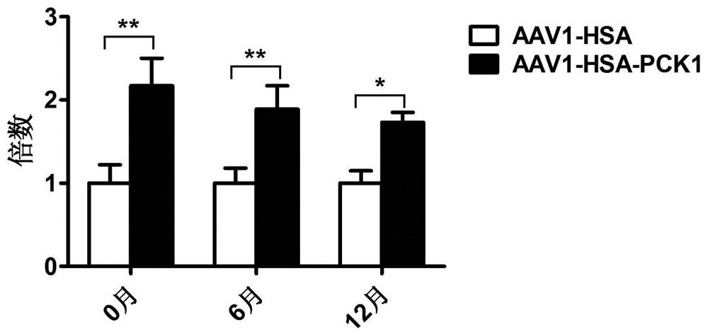 A kind of aav1 virus-mediated skeletal muscle-specific pck1 gene expression vector and application thereof