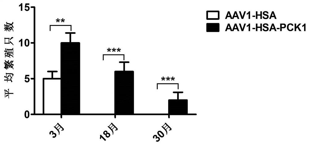 A kind of aav1 virus-mediated skeletal muscle-specific pck1 gene expression vector and application thereof