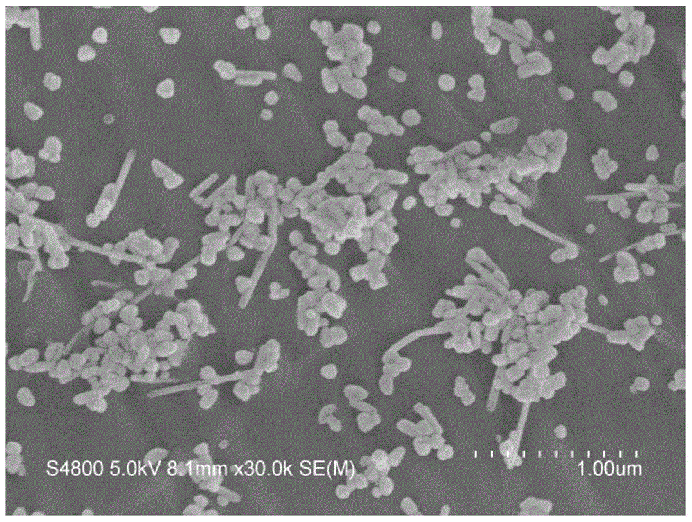 Silver nanoparticle, SERS active substrate, preparation method and application of SERS active substrate