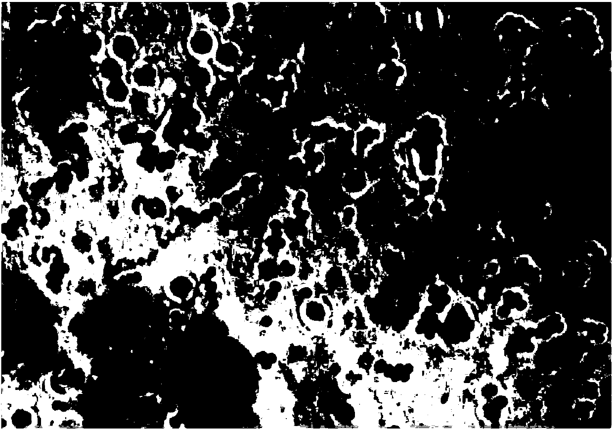 Staphylococcus equorum strain ZH810 and application thereof