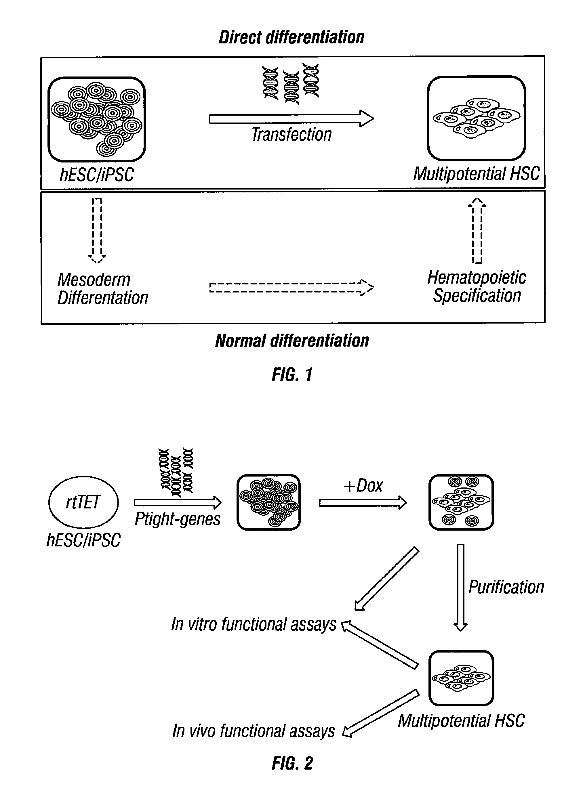 Hematopoietic precursor cell production by programming