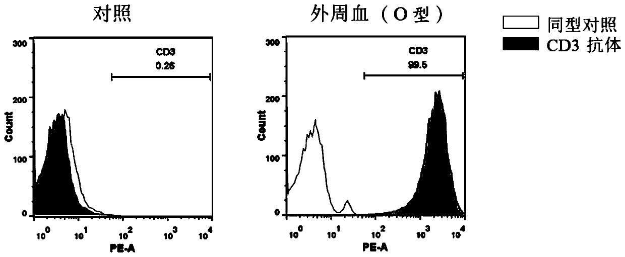 Specific chimeric antigen receptor T cells targeting CD19 and preparation and clinical application thereof