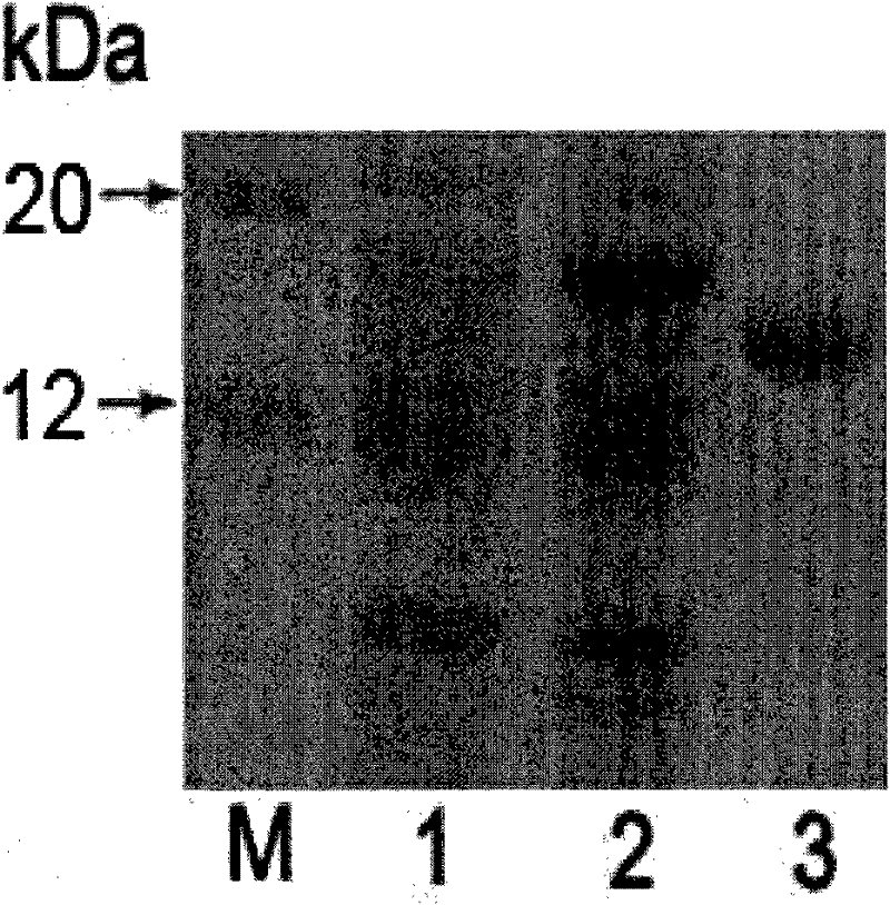 (+) gamma-lactamase with activity on splitting racemate gamma-lactam as well as coded gene and application thereof