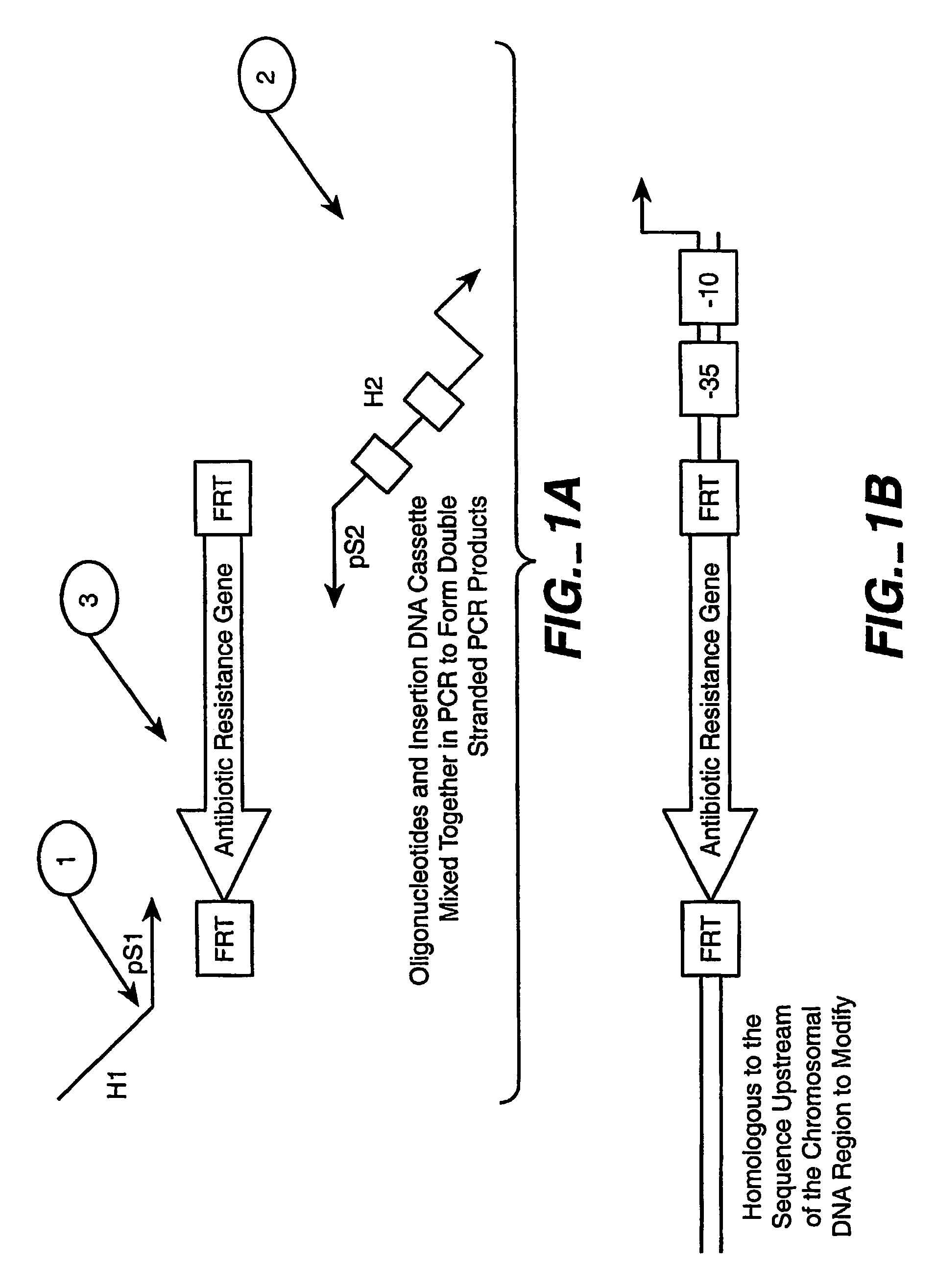 Method of creating a library of bacterial clones with varying levels of gene expression
