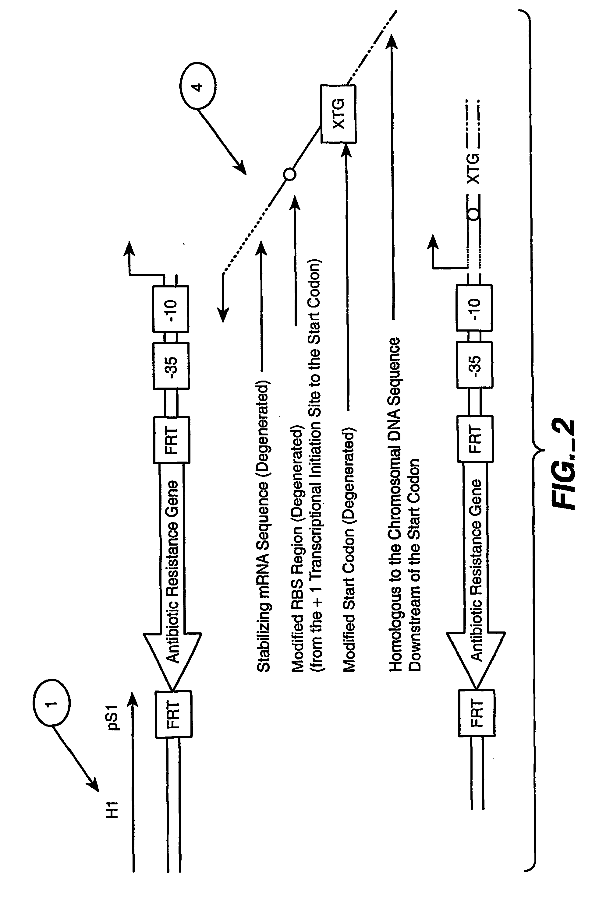 Method of creating a library of bacterial clones with varying levels of gene expression