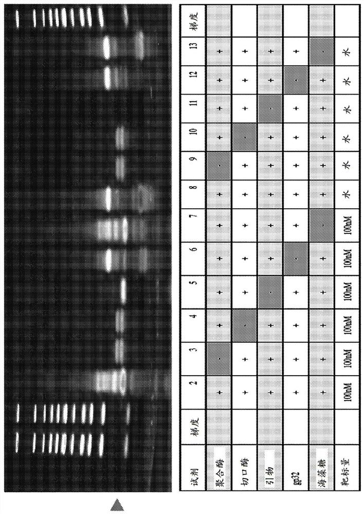 Crispr double nickase based amplification compositions, systems, and methods