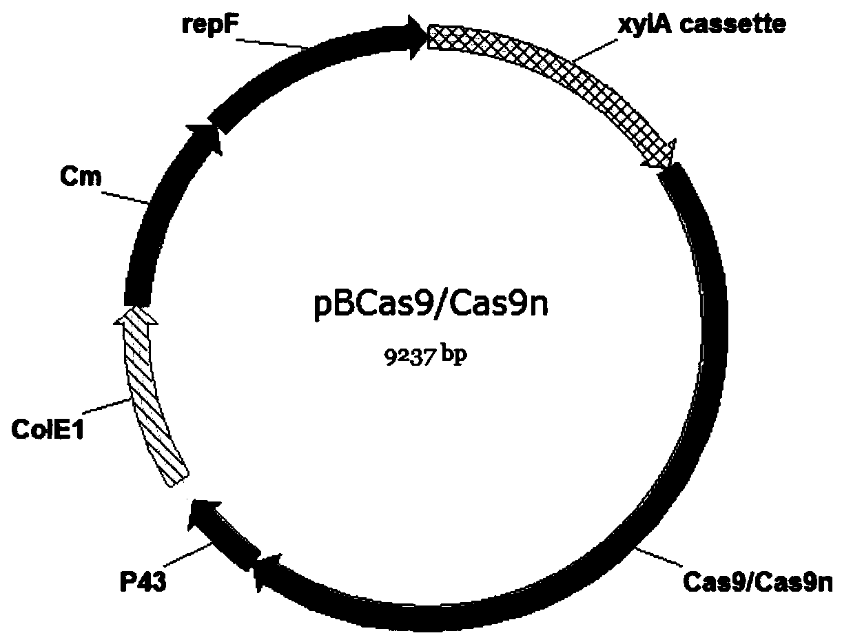 Bacillussubtilis CRISPR-Cas9 genome editing system