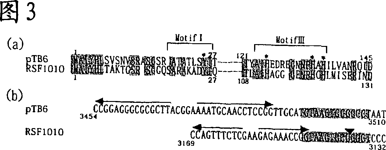 Novel shuttle vector