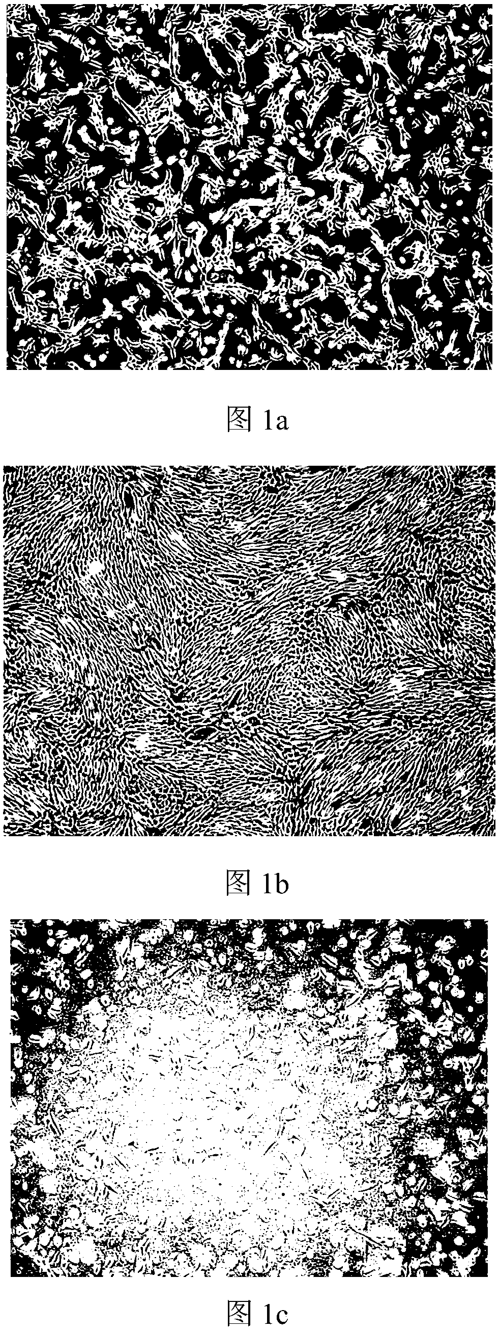 Clinical mesenchymal stem cell cryopreservation solution and preparation method thereof