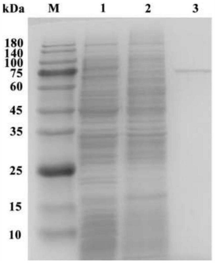 Starch branching enzyme derived from myxobacteria, gene of starch branching enzyme, engineering bacterium containing gene and application of starch branching enzyme
