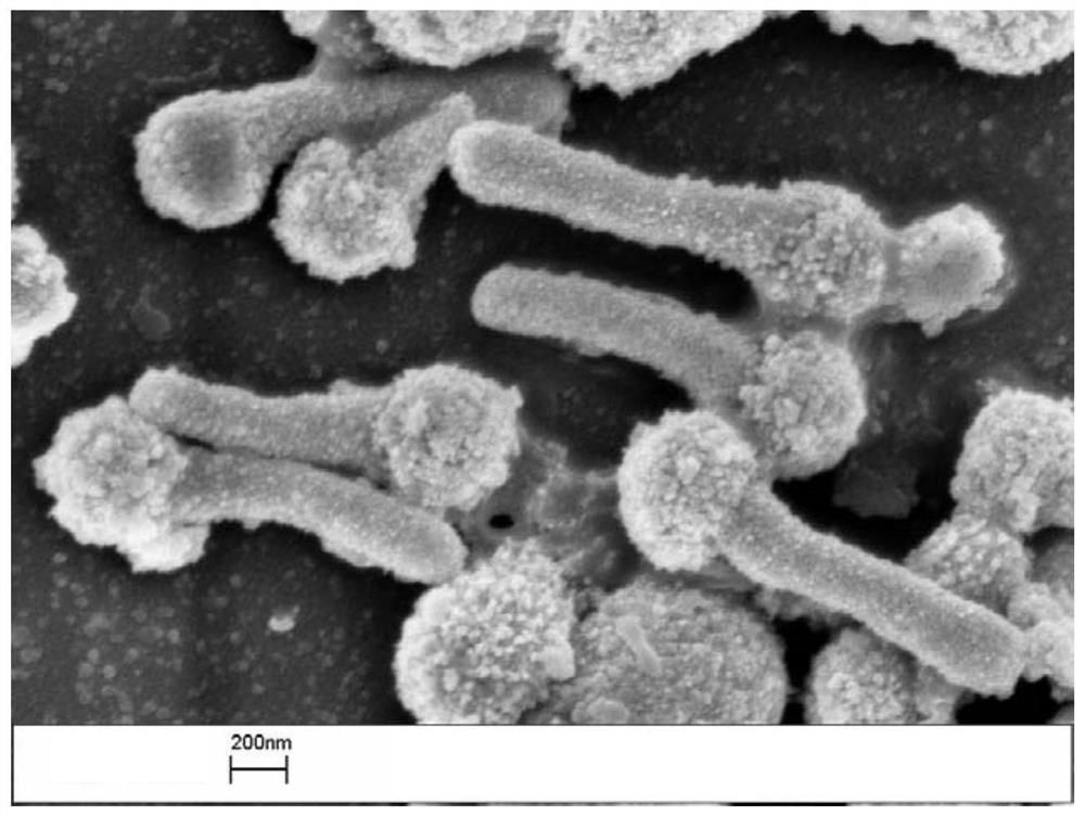 Dandelion-shaped gold nanoparticles@polyaniline nanocomposite prepared by one-pot method and its preparation method and application