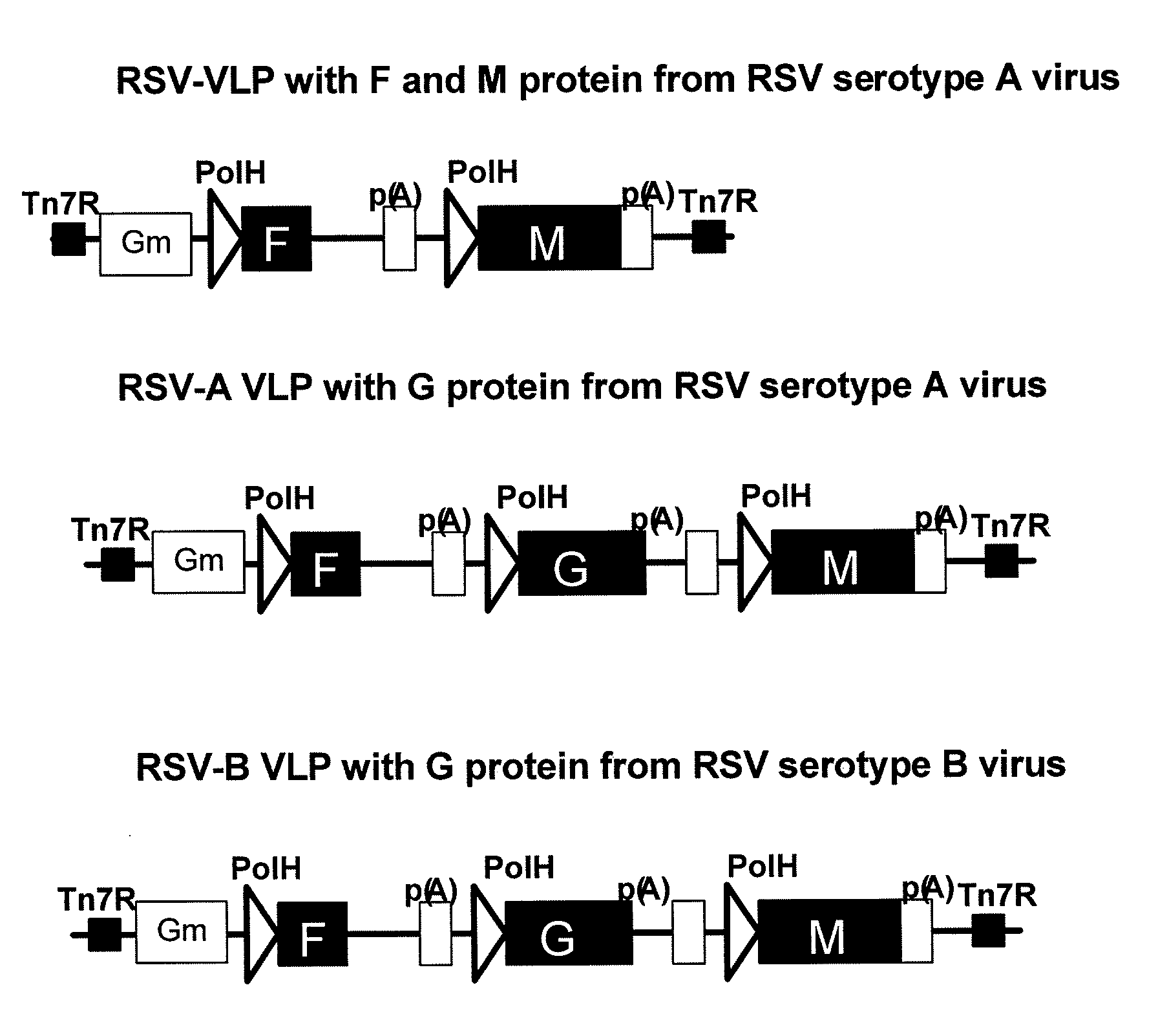 Respiratory syncytial virus-virus like particle (VLPS)