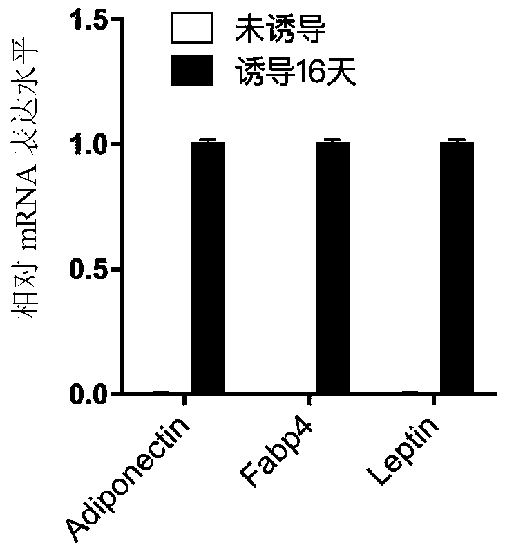 Method for inducing human skin fibroblasts to differentiate into adipocytes in vitro