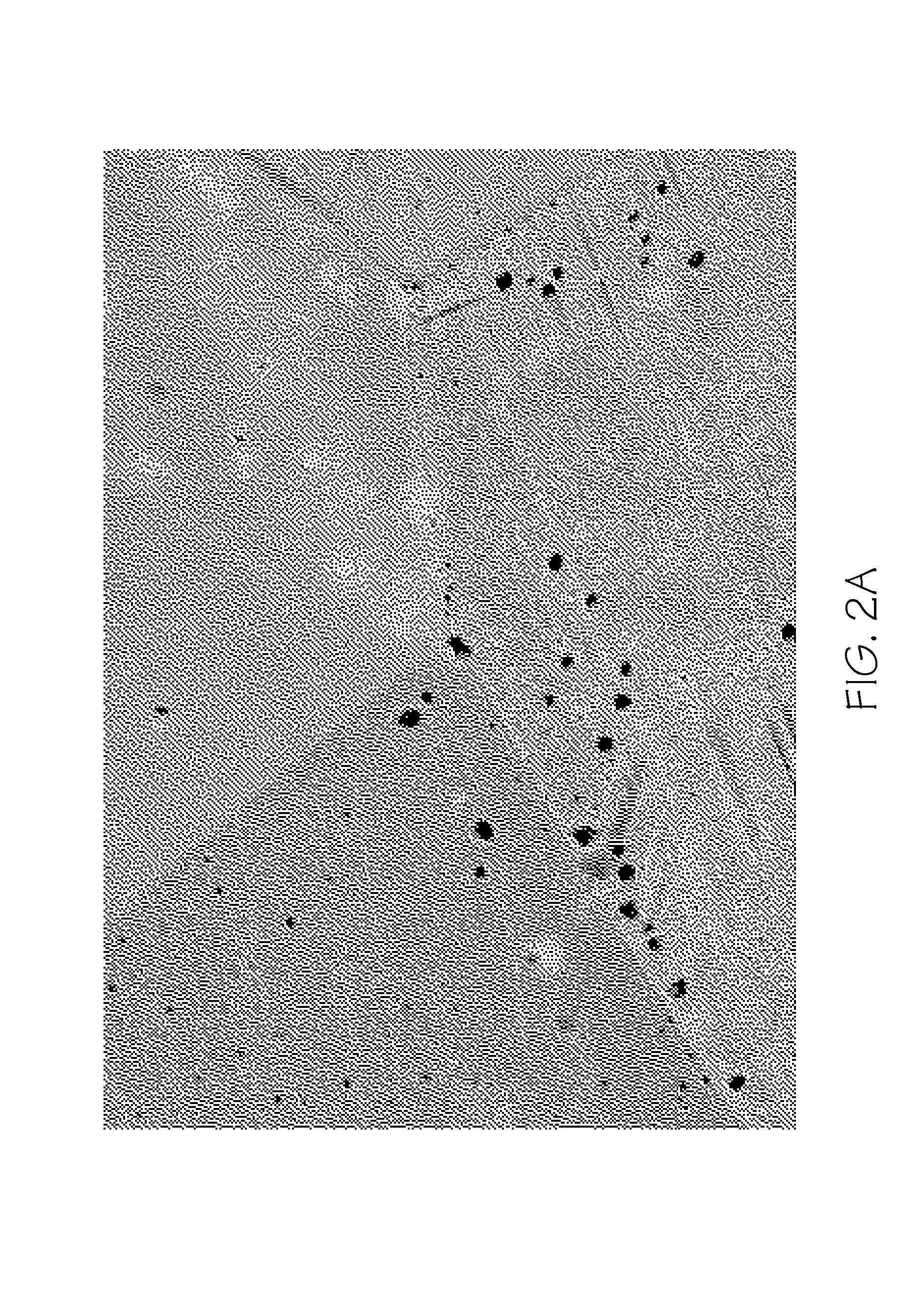 Method of depositing durable thin gold coating on fuel cell bipolar plates