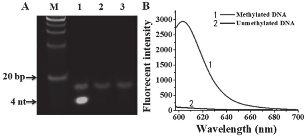 Fluorescent probe based on oxidative damage bases, and test kit and method for directly detecting DNA methylation