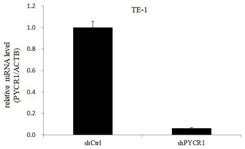 Application of PYCR1 gene as target in preparation of esophageal cancer product and related product