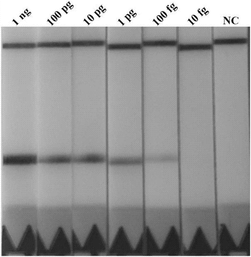 Rapid detection method for trichina nucleic acid and rapid detection kit thereof