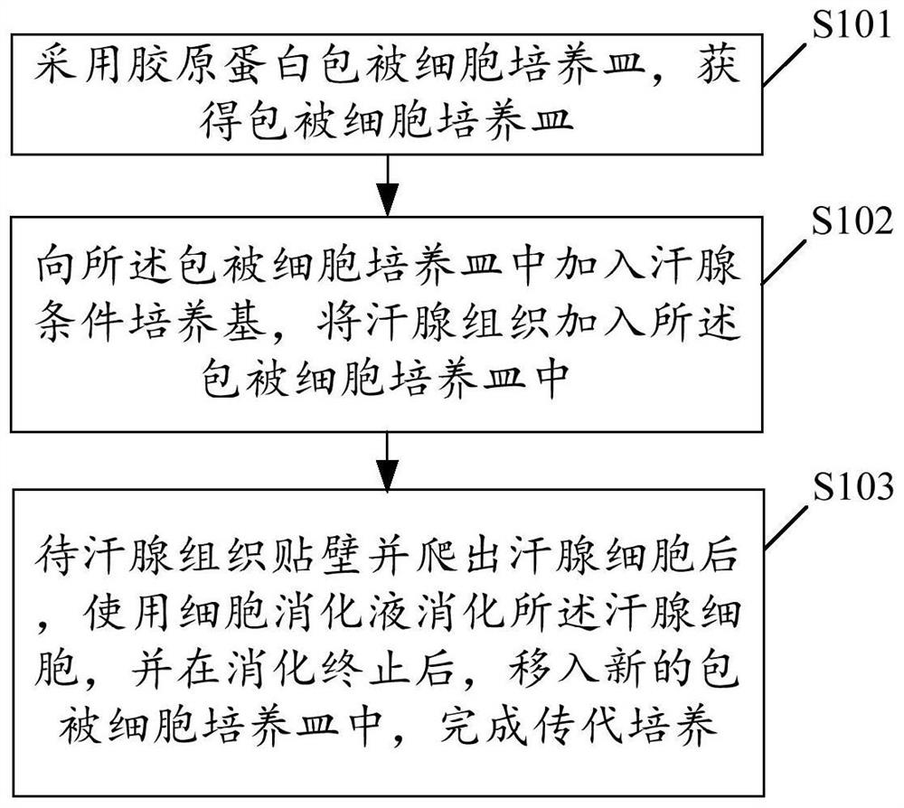 Primary sweat gland cell in-vitro separation method