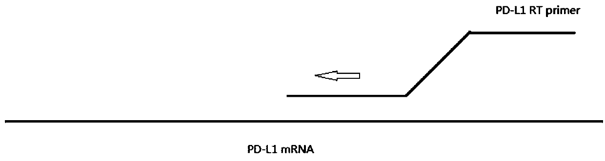 Method, primers and kit for detecting PD-L1 gene expression quantity through real-time fluorescent quantitative PCR