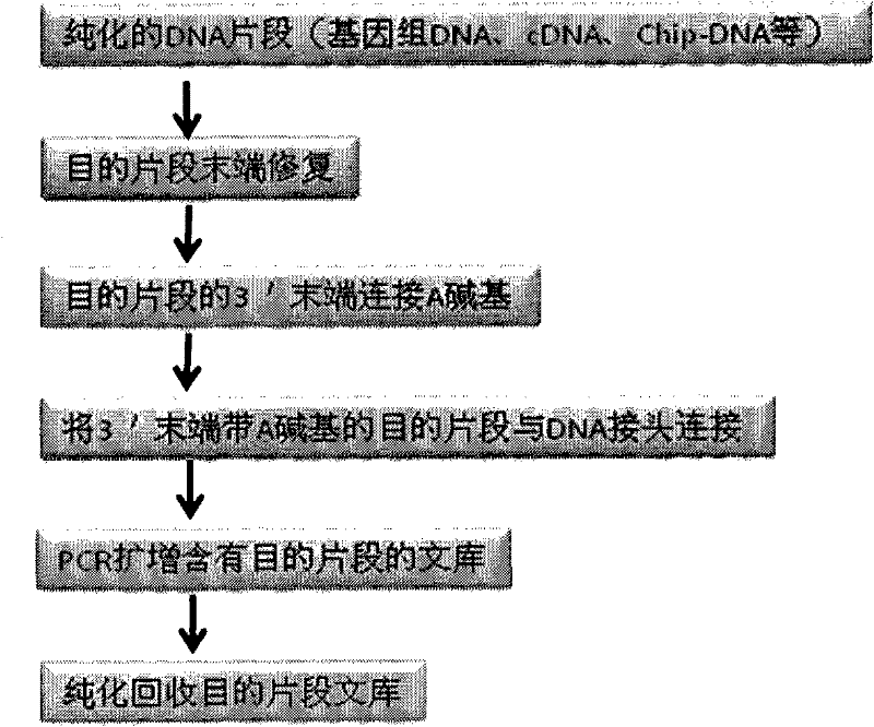 DNA(deoxyribonucleic acid) index library building method based on PCR (polymerase chain reaction)