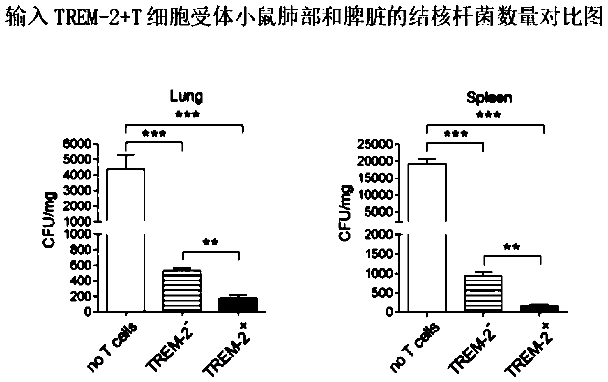 Application of TREM-2+T cells in preparation of drugs for treating tuberculosis