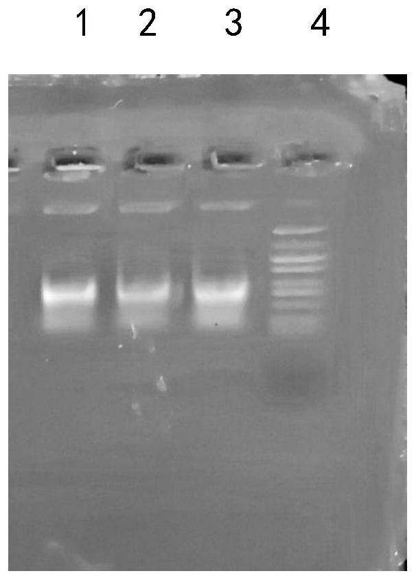 DNA extracting solution and method for extracting DNA of gram-positive bacteria