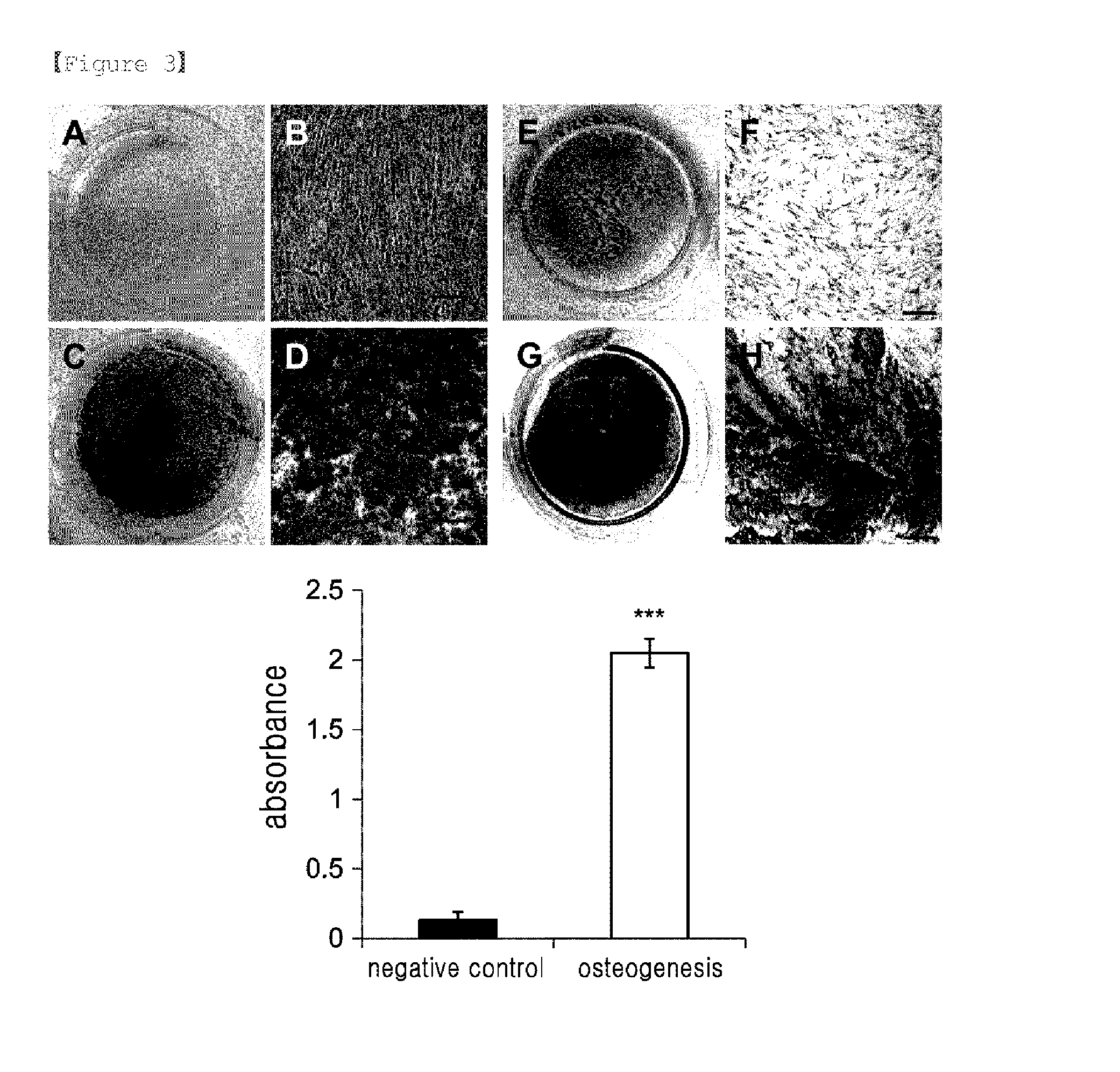 Equine Amniotic Membrane-Derived Mesenchymal Stem Cells