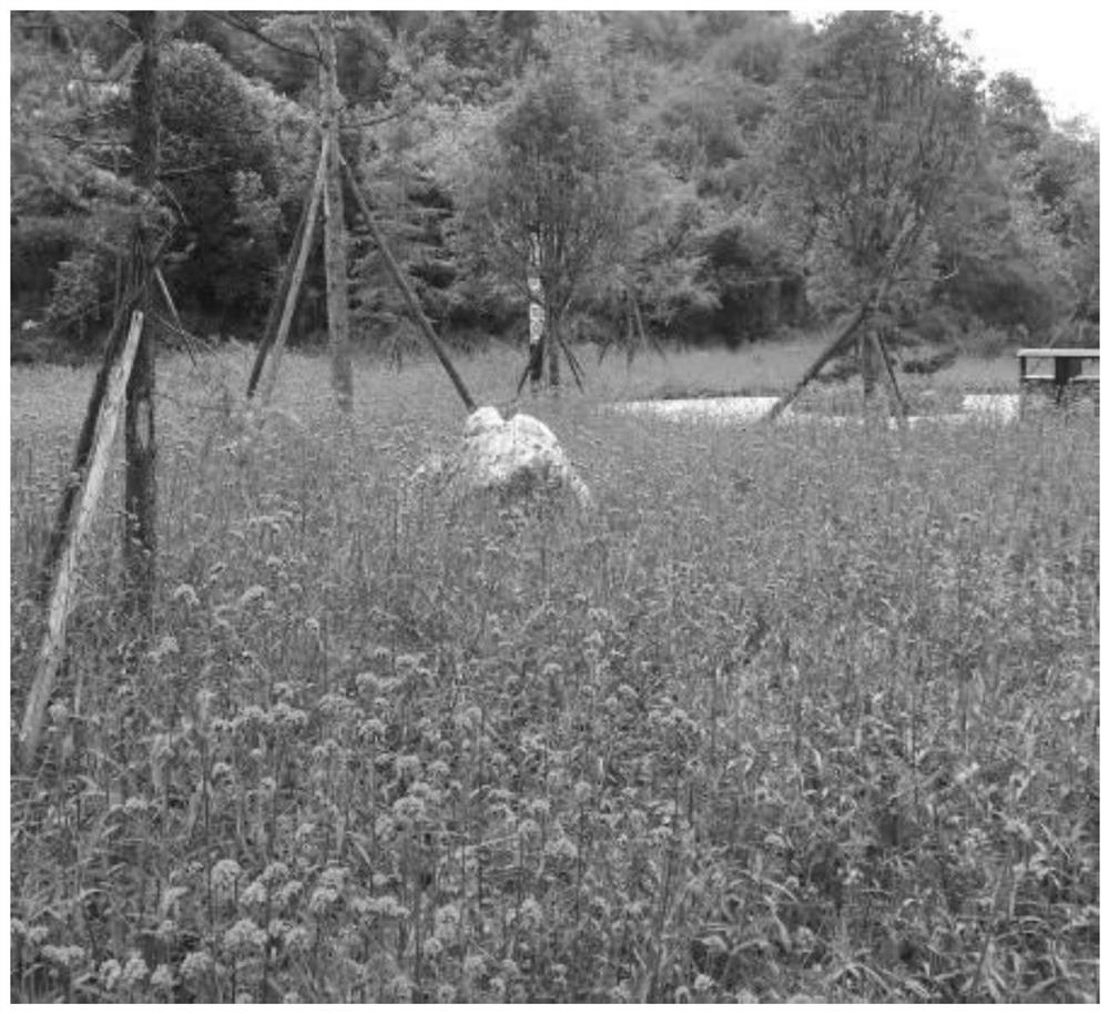 A method for controlling the secondary flowering of Willow Verbena