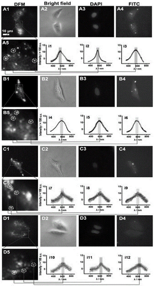 Nanometer vesica capable of detecting wild type p53 protein and variant p53 protein in cells simultaneously