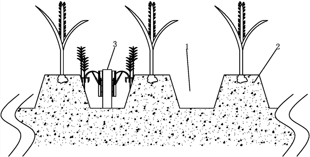 Cultivation method free of pesticide weeding and weed in field