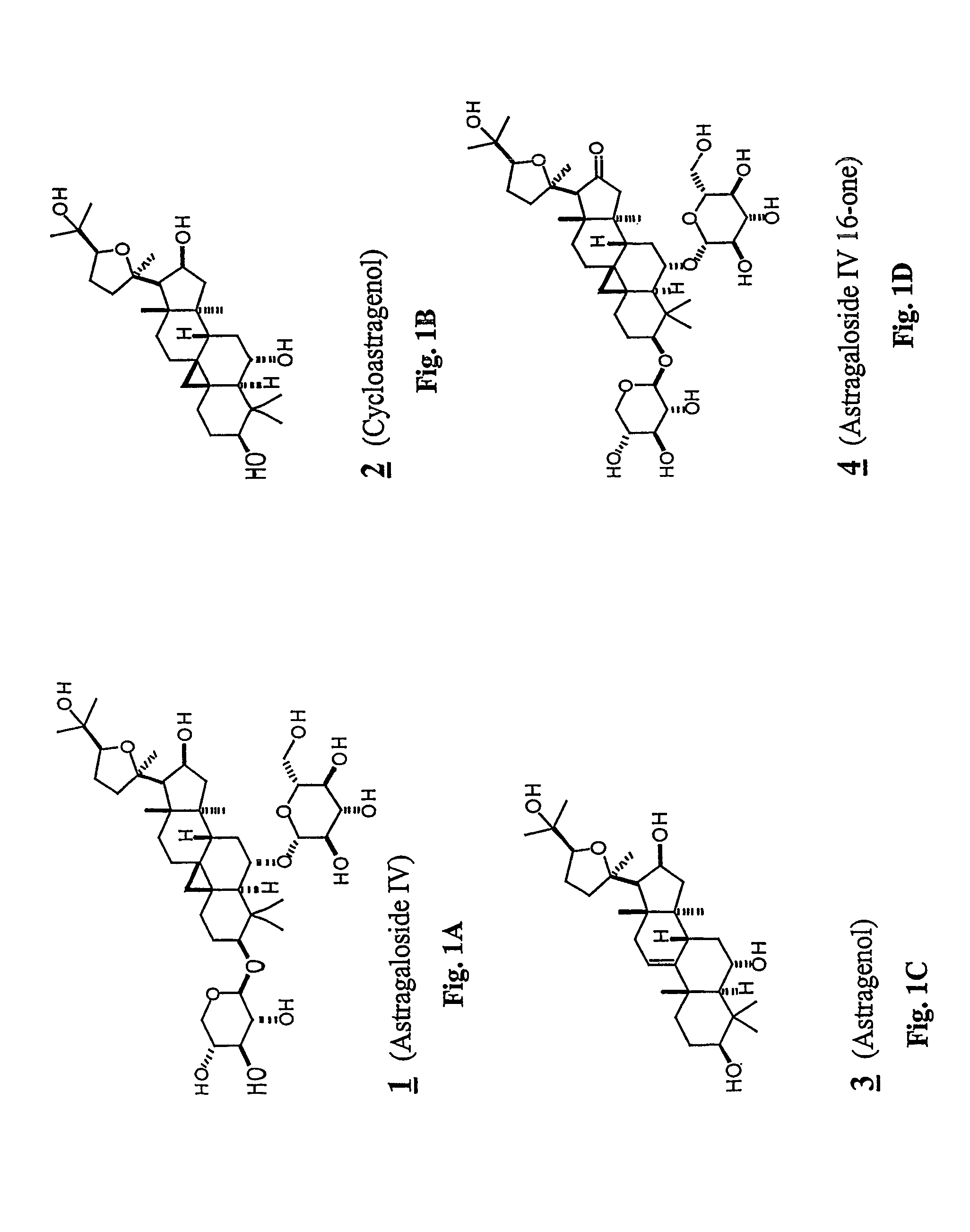 Compositions and Methods for Increasing Telomerase Activity