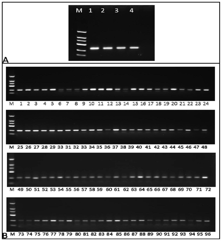 Rice DNA sample extraction method suitable for high-throughput genotyping