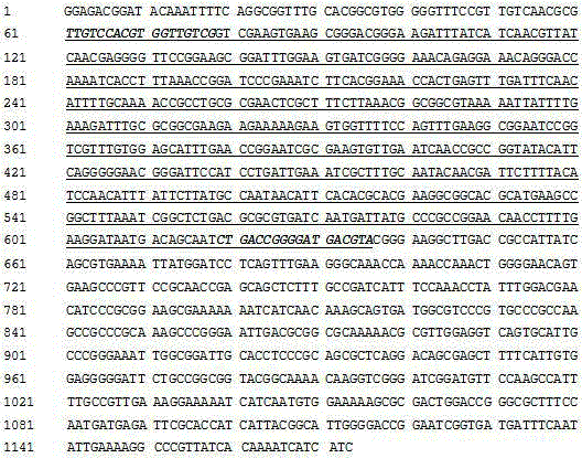 A specific pcr method for rapid identification of intermediate thermoactinomycetes