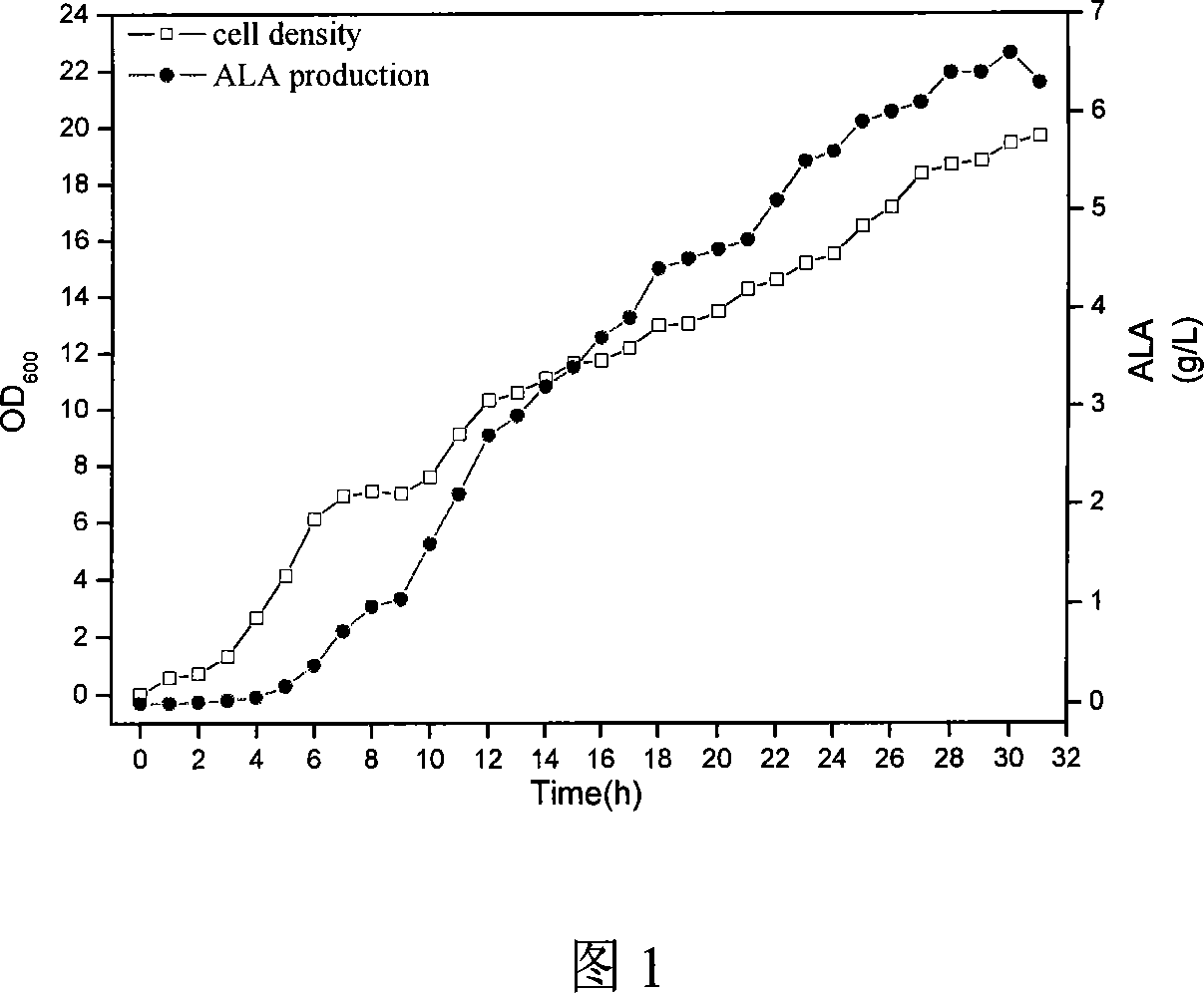 Method for producing 5-glycyl ethylformic acid by using engineering bacterium