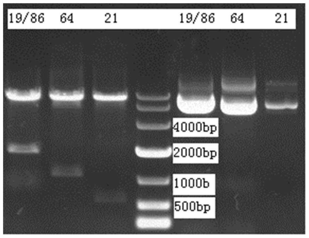 NK trophoblast cell as well as preparation method and application thereof