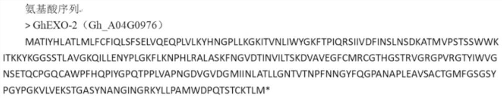 Gossypium hirsutum GhEXO2 and application thereof in plant type regulation