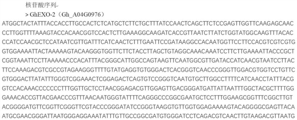 Gossypium hirsutum GhEXO2 and application thereof in plant type regulation