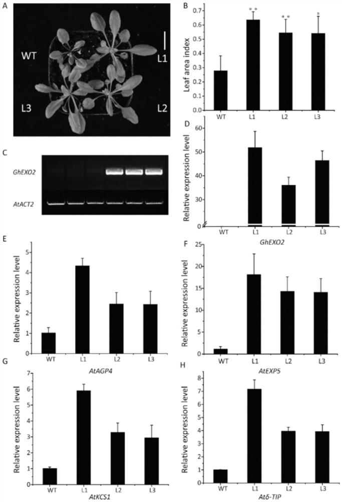 Gossypium hirsutum GhEXO2 and application thereof in plant type regulation