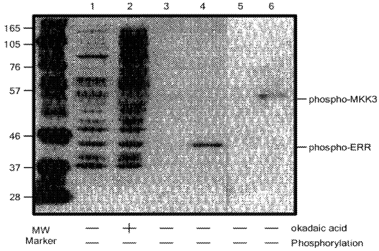 Motif-specific and context-independent antibodies that specifically bind to a cleaved caspase motif