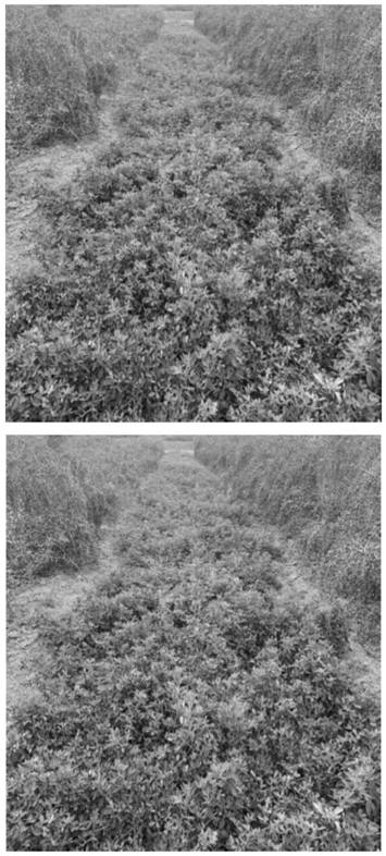 Cultivation method for interplanting fructus lycii and medicago sativa
