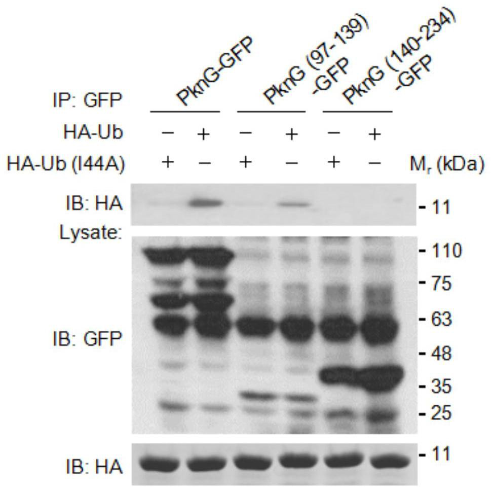 A target of anti-tuberculosis mycobacterium and its application