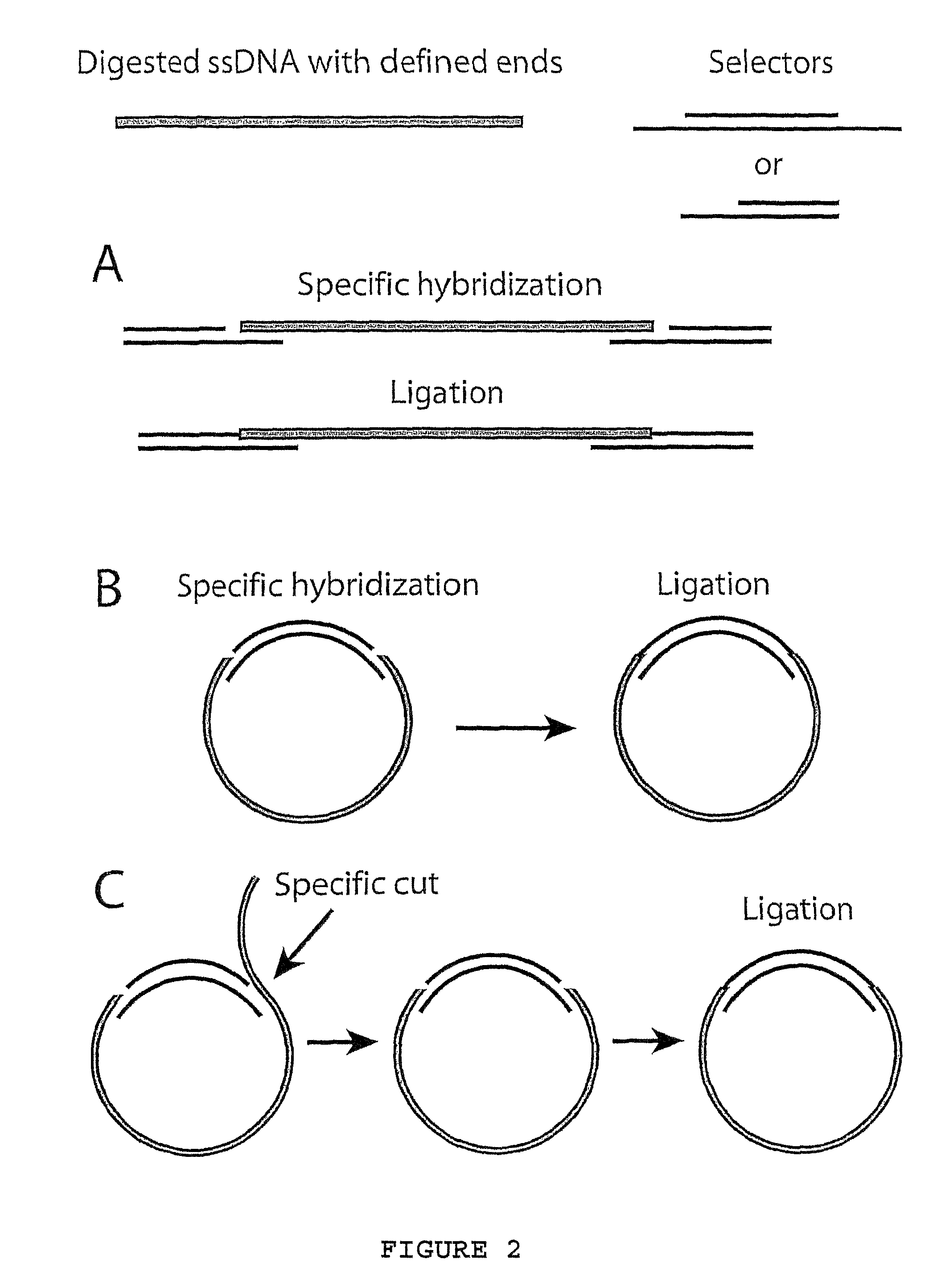 Method for amplifying specific nucleic acids in parallel
